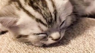 cat dream