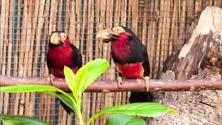 Groove billed barbet parrot