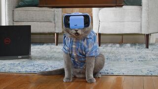 Cat Tries Metaverse.