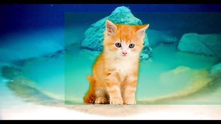 Cat/cat videos/catlover/funny cat