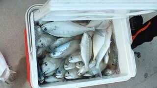 Fish hunting in dammam 2023