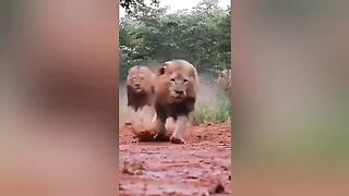 #lionvideo #fannyvideo lion animal video