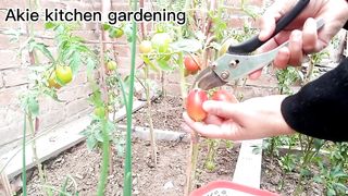 Harvesting vegetables for my roof khitchen garden