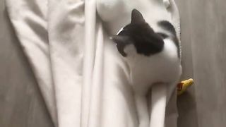 Funny Animal Tub, funny cats compilation