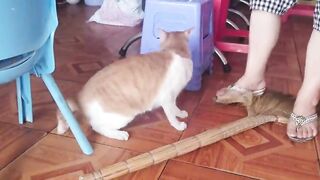 File name Big Cat Reacts Angry and Attack Cameraman When Being Filmed _ Viral Cat(480P).