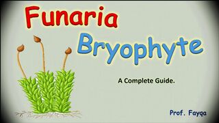 funaria a bryophyte