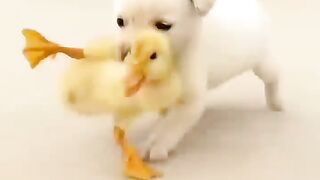 Cute little Animals