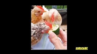 Girl feed chicken