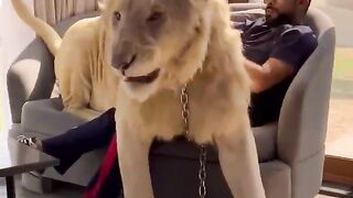 Dubai king lion