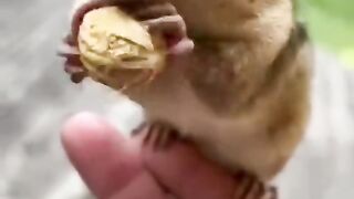Animals funny clips