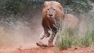 Lion is running for food