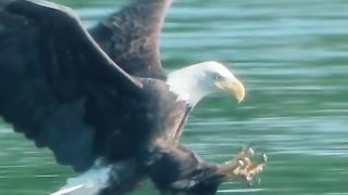 how do eagles hunt