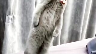 Cats funny Clips