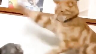 Best Cats funny videos