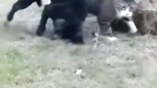 Animal Clips Funny