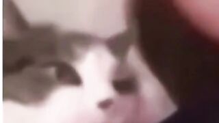 Animal funny clips