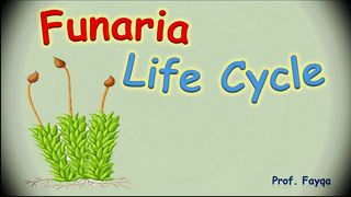funaria life cycle
