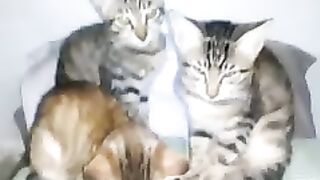 Gourgious Kitten