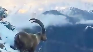 Markhur Pakistan ka qumi janwar