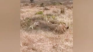 Lion fight with lion|angry lion
