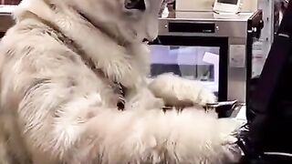 Кот за кассой