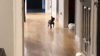 Висиолыи пиос