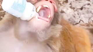 Monkey drinking milk #shorts #youtubeshorts #shortvideo #funny #funnyvideo #natural #zoo #monkey