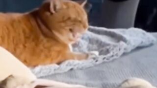 Best funny cats viral video clip???? || funny animals????|| #funny Amazing cats #tr