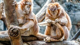 Beautiful monkeys family????????