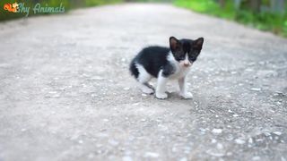So Cute Cats.Achi Achi video dekhne ke liye Mere chanel ko subscribe krin Please.