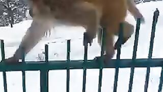 Naughty Monkey|| Kashmir