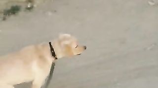 Labrador dog