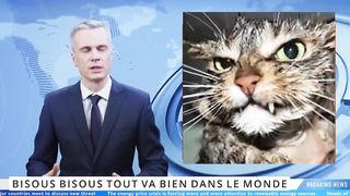 LES BONNES CAT ANIMAL