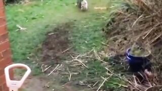 Best funny cats and dogs viral video ????|| funny animals????|| #funny Amazing cats #trending