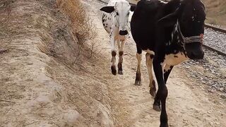 Railway Track||cow video