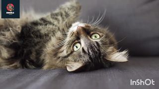 Cutest and Funny Cat????