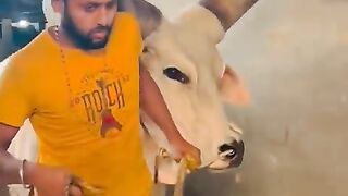 World Largest Size Bull