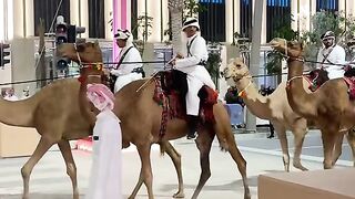 Horse and camel Show in UAE