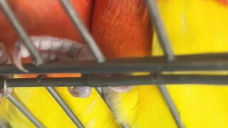 PARROTS PAIR LOVE'S EACHOTHER