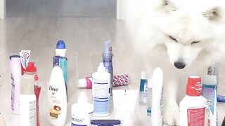 Cat Obstacle Challenge With My Dog #shorts #dog
