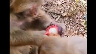 Funny animals video