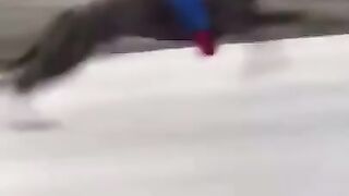 Spider man on the dog