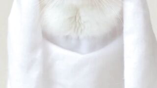 funny cat || cute cat funny style || king cat