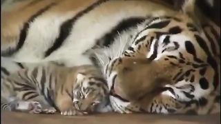 aweee-mother-and-son-????