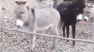 animals funny clip