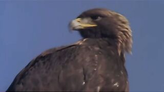 Description X Eagle Vs Serval Cat In Big Fight Can Serval