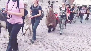 Cute pet Animals