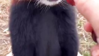 Cutest video on internet