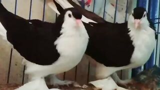 #Most beautiful and fancy pigeon# Febspot #