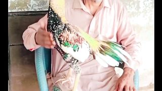 Aseel murga